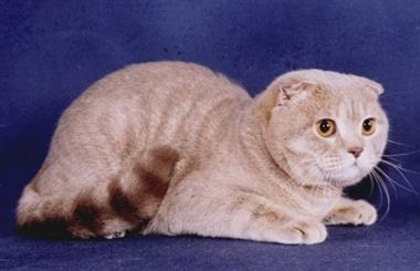 Scottish Fold - a fajta leírása, a skót hajtás természetéről, betegségéről és fényképéről -