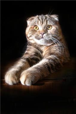 Scottish Fold - o descriere a rasei, natura, boala și fotografia Scottish Fold -