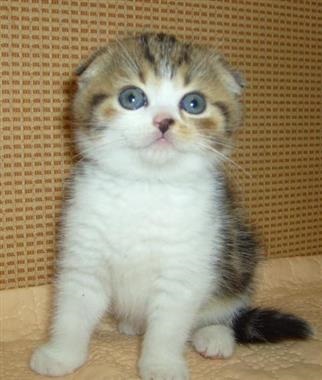 Scottish Fold - a fajta leírása, a skót hajtás természetéről, betegségéről és fényképéről -