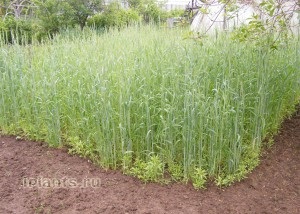 Siderarea solului - cele mai bune plante siderate, când și cum să semene siderate de iarbă