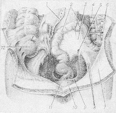 Sigmoid colon