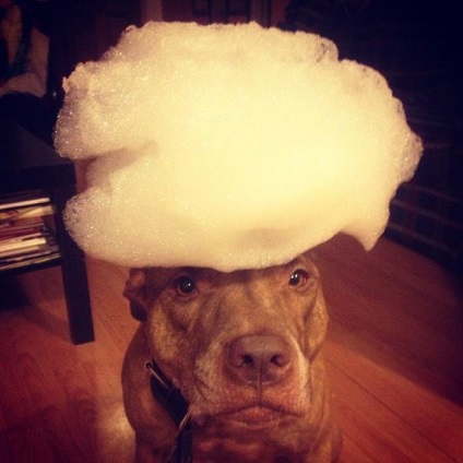 Scout - câine cu rahat pe cap