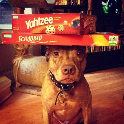 Scout - câine cu rahat pe cap