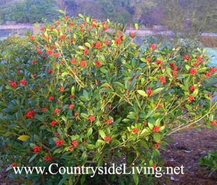 Skimia (skimia, skimmia) - grădina și casa