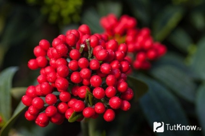 Skimmia cultivare și îngrijire