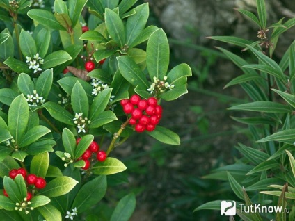 Skimmia cultivare și îngrijire