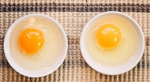 Mennyi fehérjét a tojásban a csirke - mennyi zsírt