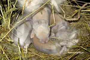 Cât durează un iepure, îngrijirea și întreținerea iepurilor, piei de chinchilla