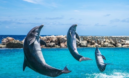 Destul de inteligent pentru acvariu cine și de ce se luptă pentru drepturile delfinilor, futurist - viitorul este deja aici