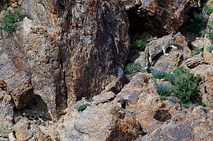 Leopard de zăpadă - rusia geografică națională