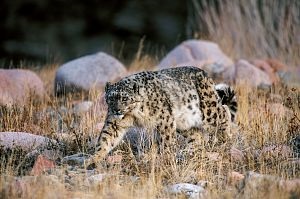 Leopard de zăpadă - rusia geografică națională