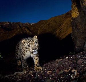 Leopard de zăpadă - rusia geografică națională