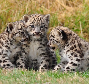 Leopard de zăpadă - rusia geografică națională