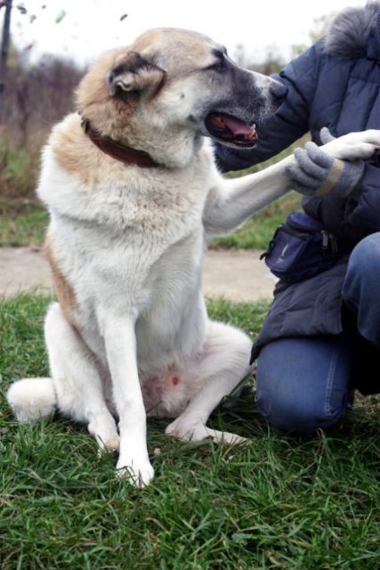 Bosfor câine caută o casă