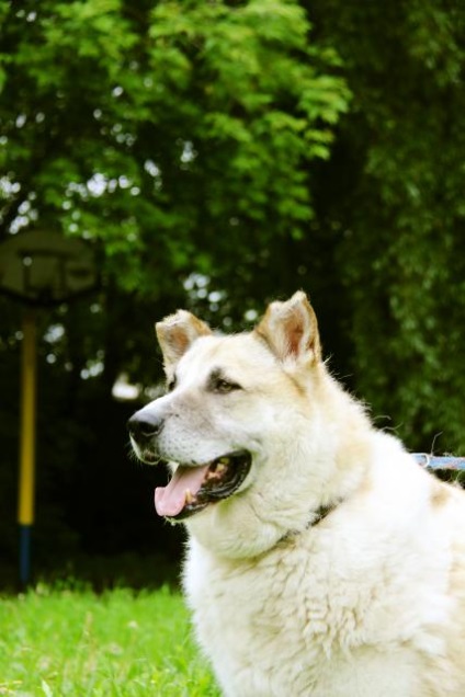 Bosfor câine caută o casă