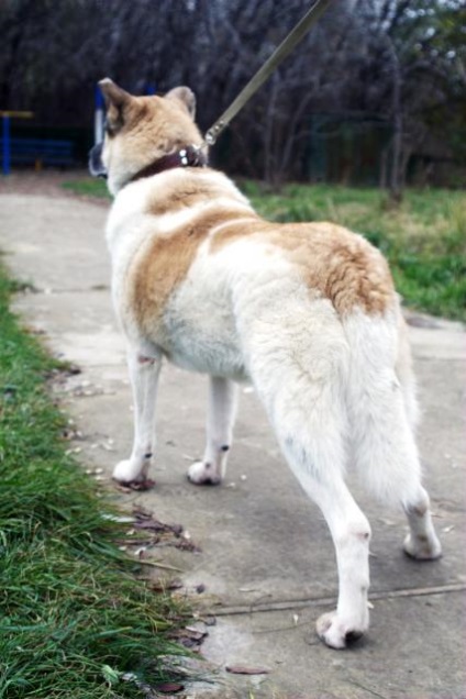 Bosfor câine caută o casă