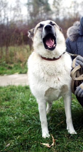 Bosfor câine caută o casă