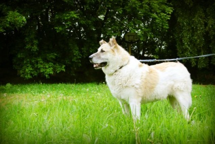 Bosfor câine caută o casă