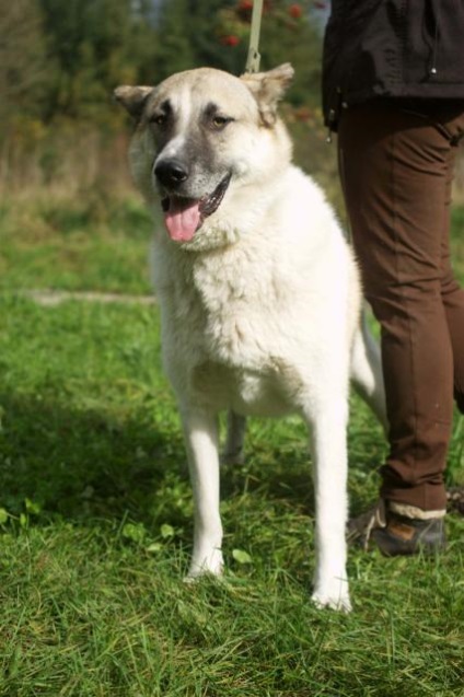 Bosfor câine caută o casă