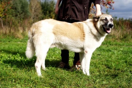 Bosfor câine caută o casă