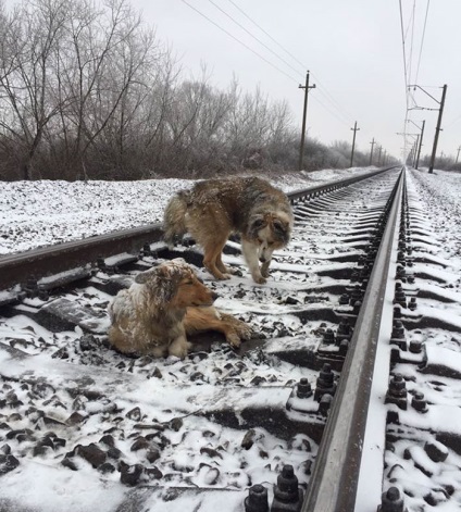 Câinele nu a putut să iasă din tren în mișcare din cauza rănilor, dar prietenul ei curajos a venit la salvarea ei