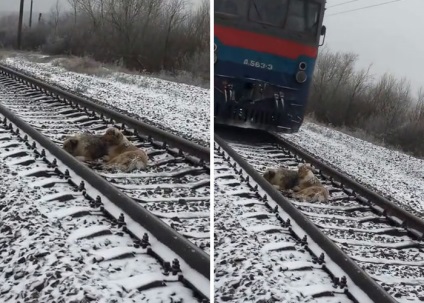 Câinele nu a putut să iasă din tren în mișcare din cauza rănilor, dar prietenul ei curajos a venit la salvarea ei