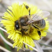 Reducerea și încălzirea cuiburilor de colonii de albine