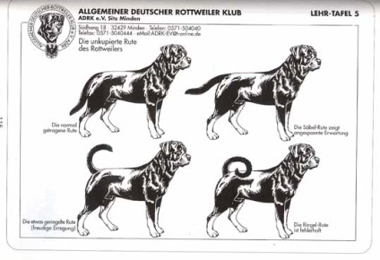 Rottweiler fajtája - az NTPR hivatalos honlapja