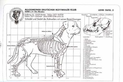 Rottweiler rasa standard - site-ul oficial al NTPR