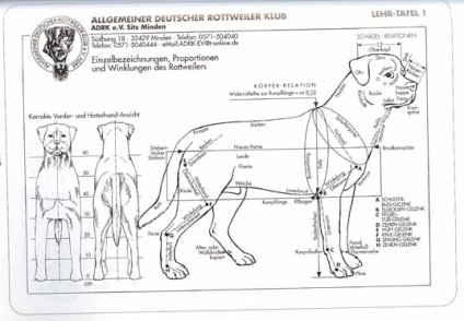 Rottweiler fajtája - az NTPR hivatalos honlapja