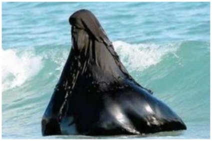 Pasiuni sub vălul a 30 de fotografii despre ce secrete sunt ascunse într-o femeie musulmană - începutul