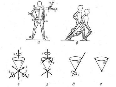 A motorberendezés biomechanikai rendszerének szerkezete és funkciói