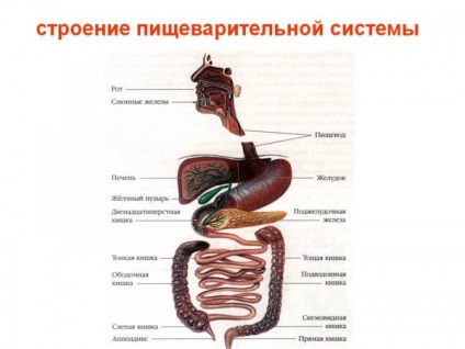 Structura sistemului digestiv uman