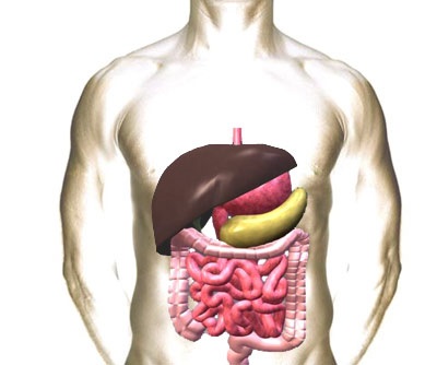 Structura sistemului digestiv uman