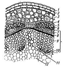 Structura tulpinii de plante erbacee dicotiledonate