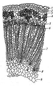 Structura tulpinii de plante erbacee dicotiledonate