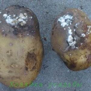 Curățarea uscată a cartofilor, măsurile de control și prevenirea - viața mea