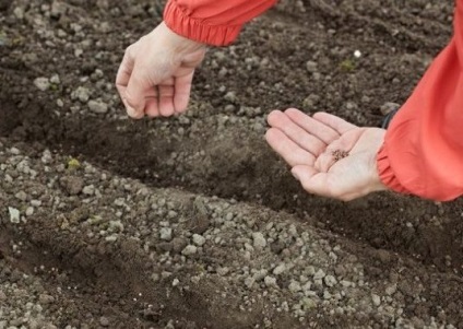 Sfecla - cultivarea și îngrijirea pe teren deschis, fotografii și videoclipuri, descrierea soiurilor, dăunătorilor și bolilor