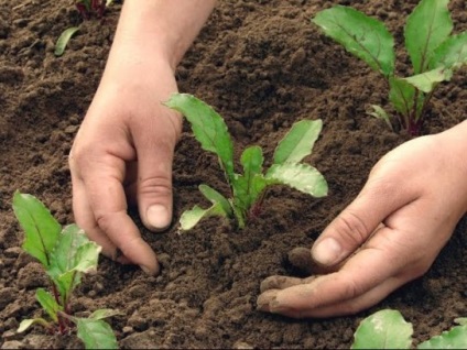 Sfecla - cultivarea și îngrijirea pe teren deschis, fotografii și videoclipuri, descrierea soiurilor, dăunătorilor și bolilor