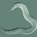 Free-living nematozi