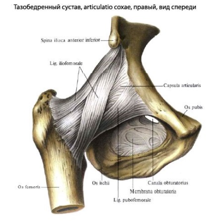Funcții de bază ale articulațiilor șoldului, boli, tratament