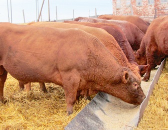 Tehnologia păstrării sistemelor de iarnă pentru bovine de vită