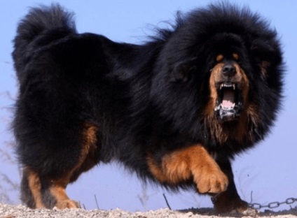 Tibetanul Mastiff