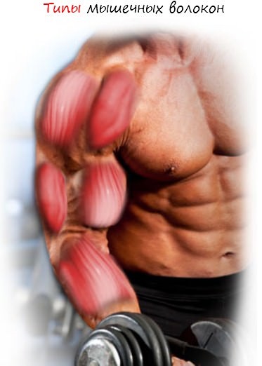 Tipuri de fibre musculare sau cum să leagăn la maxim