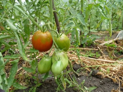 Tomate cu pansament în sticlă de policarbonat în timpul fructelor