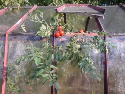 Домати в оранжерия с превръзка от поликарбонат по време на плодните