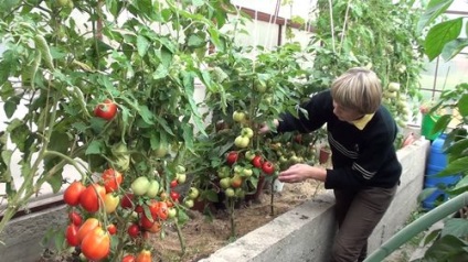 Tomate cu pansament în sticlă de policarbonat în timpul fructelor