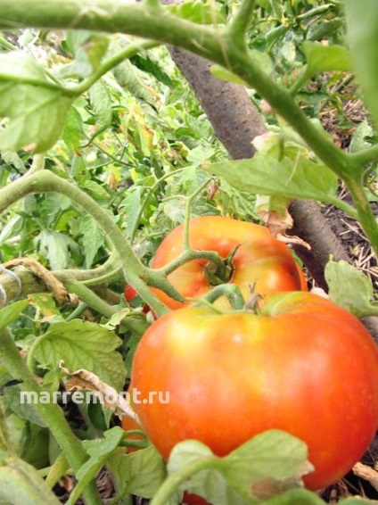 Regele de tomate de la începutul - doar paturi cu rege