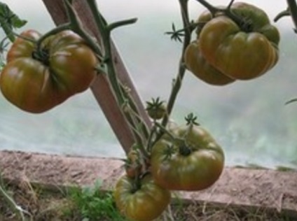 Tomată negru ananas (ananas noire) care a plantat, recenzii și fotografii