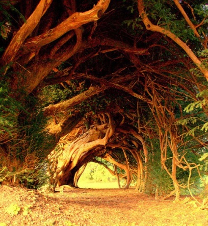 Top 10 gyönyörű alagút a fák közül